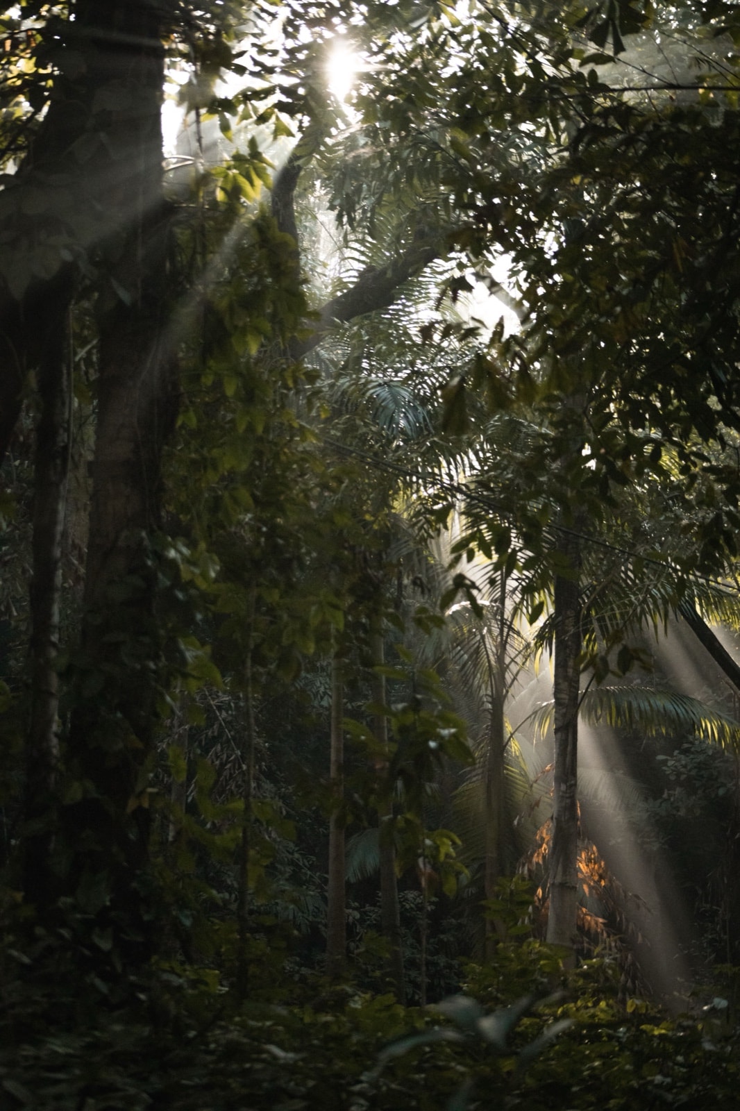 Govindpur–Sahebganj Elephant Corridor — Jharkhand