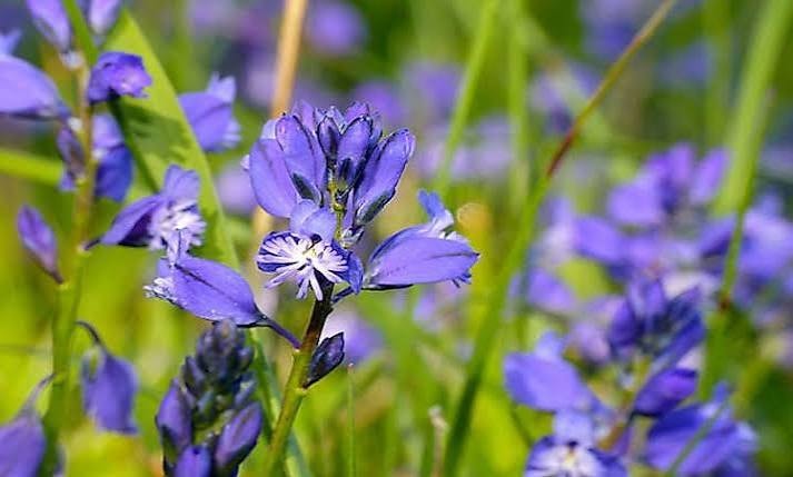 Flowering native species