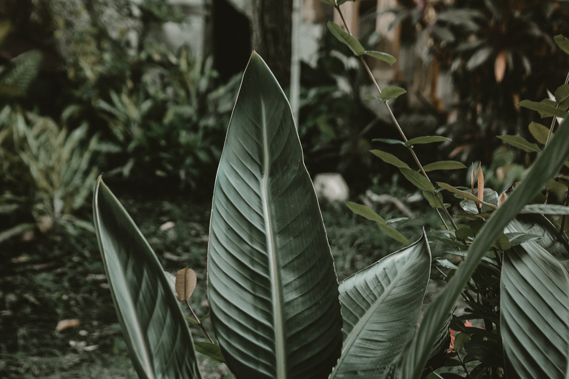 Native foliage in the nursery