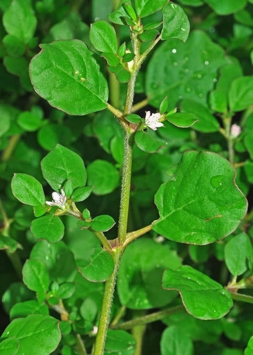 Medicinal plant in cultivation