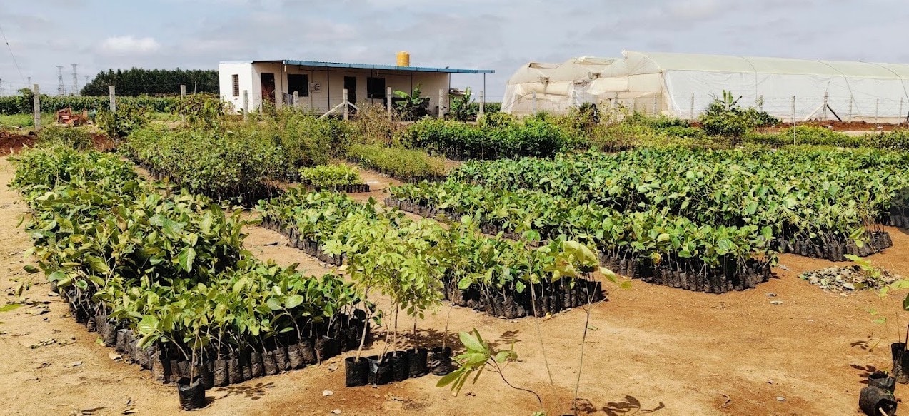 Rows of saplings at the Punarnava nursery