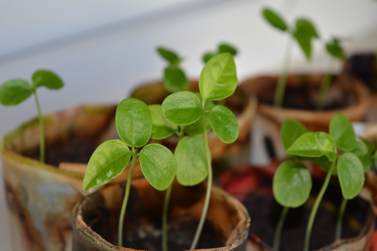 Seedlings raised in propagation trays