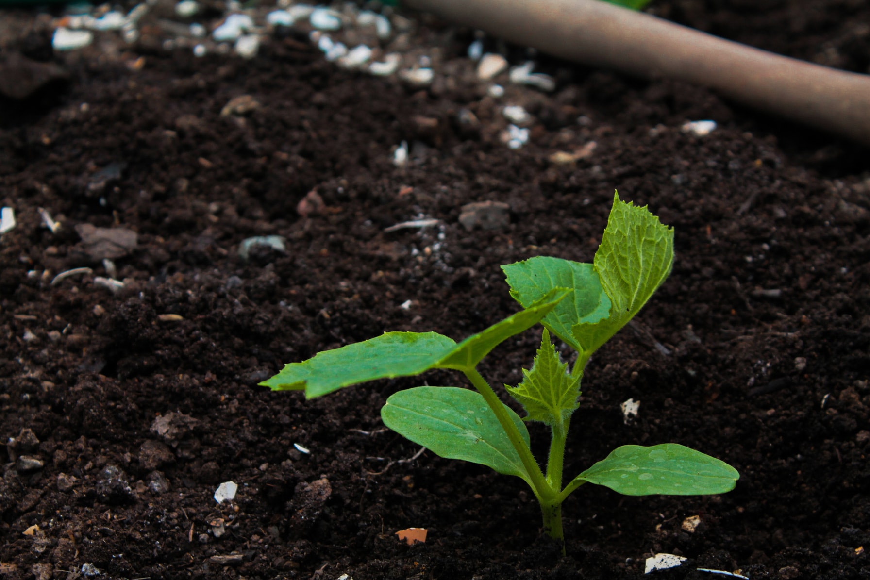 A seedling newly planted in dark soil